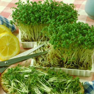 Kres salata-MG080334