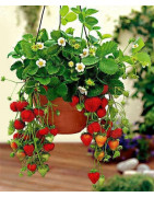 Strawberries-root