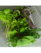 MICROGREENS