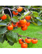Tropisch fruit