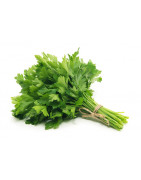 Herbs